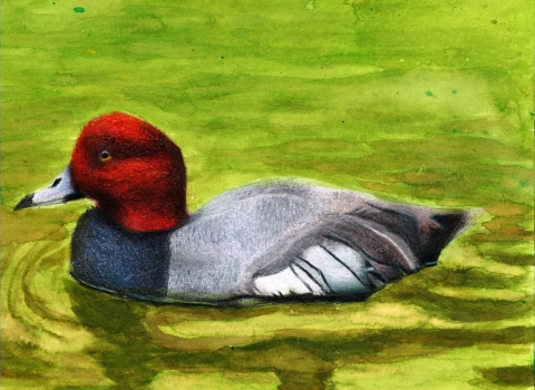 Arkansas Jr. Duck Stamp Art Contest Best of Show 2026
