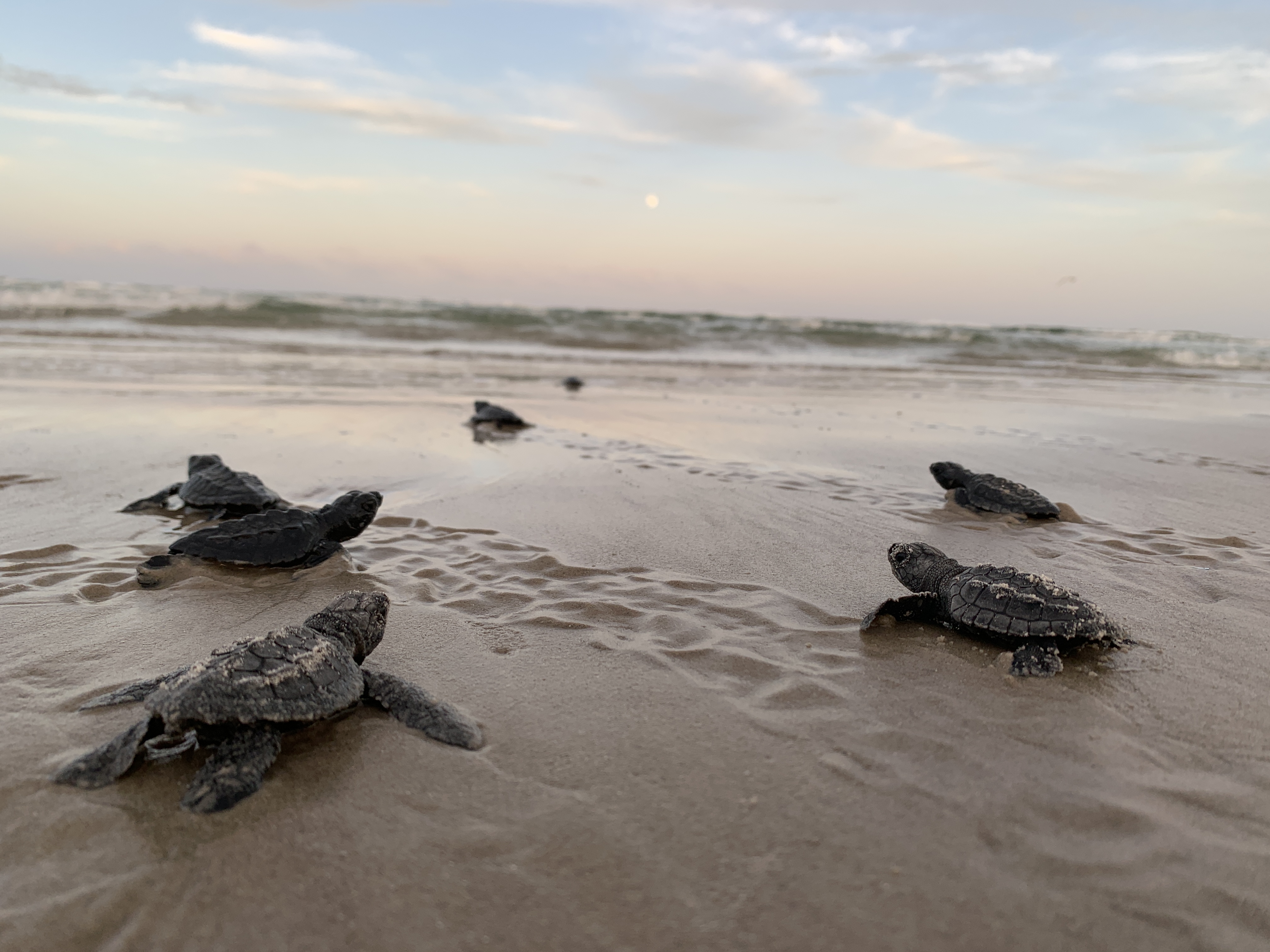 Kemp's ridley sea turtle hatchlings | FWS.gov