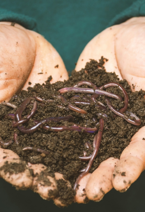 A pair of hands cupped together holding a pile of soil and worms by someone in a solid forest green long sleeve.