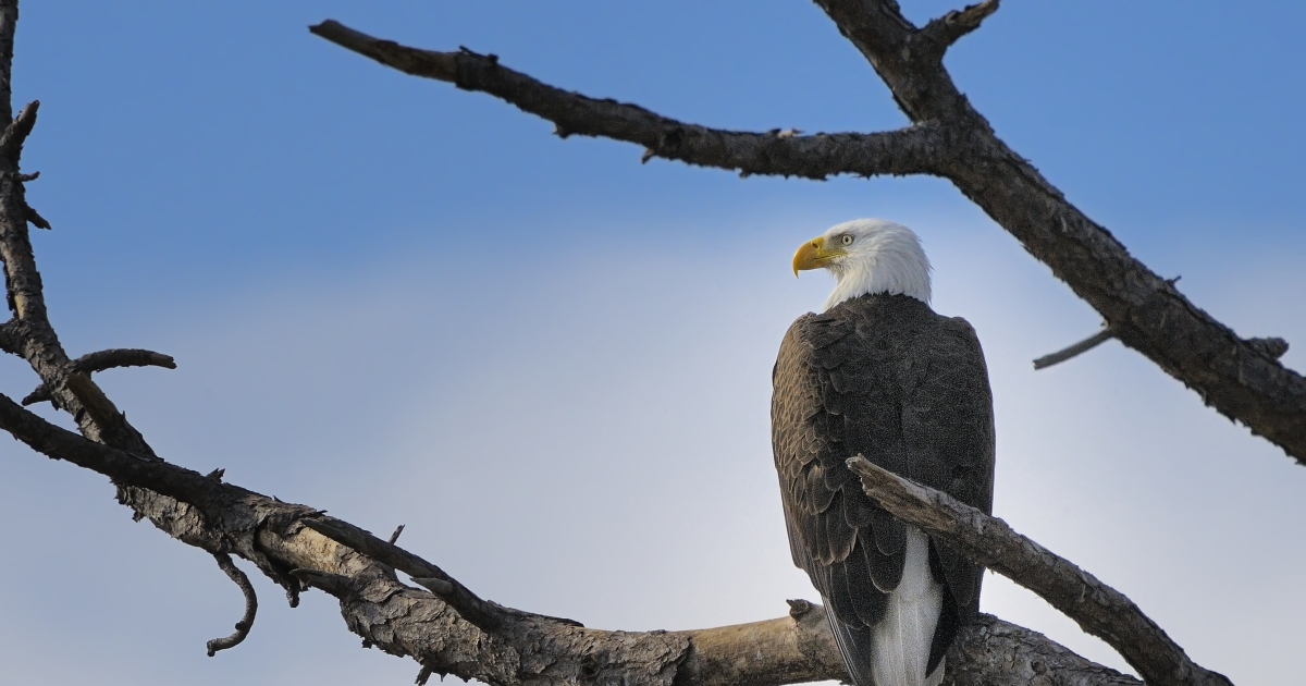Elizabeth Hartwell Mason Neck National Wildlife Refuge | Events | U.S ...