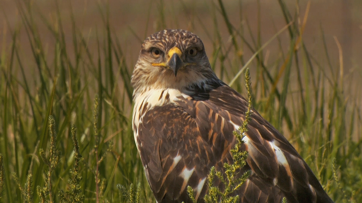 9-ferruginous-hawk-usfws.jpg | FWS.gov
