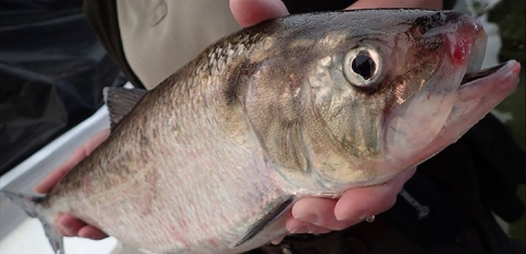 american_shad.jpg | FWS.gov