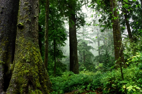 Old Growth Forest, Oswald West State Park, OR 