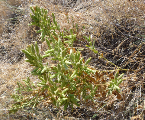 A green Spalding's catchly plant surrounded by tall brown grass