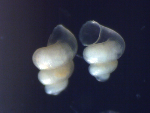 Mimic cavesnail