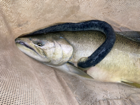 A Chinook salmon is in a net and has a sea lamprey attached right above the pectoral fin. 
