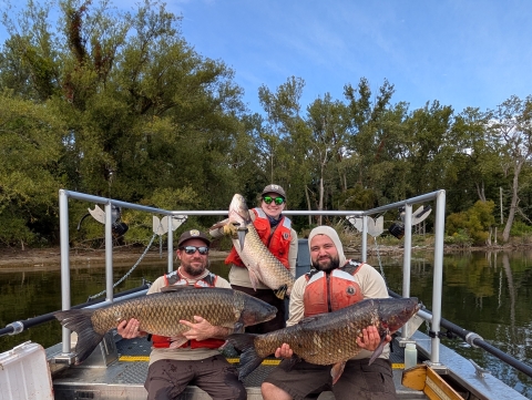 Three fish and wildlife service employees sit on a boat and smile as they each hold grass carp that are over two feet long.