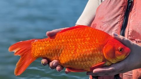 A fish and wildlife service employee holds up a bright orange fish that is about seven inches long.