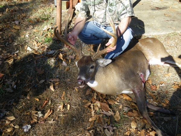 Deer shot dead on the ground, the hunter holding its head up by antlers