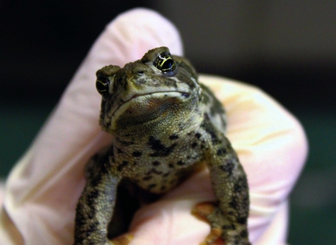 A green toad with dark spots in a biologist’s gloved hand