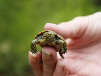 A small turtle being held in a person's hand