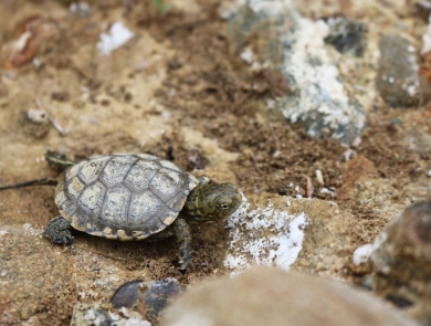 A green turtle walking across the rocky ground