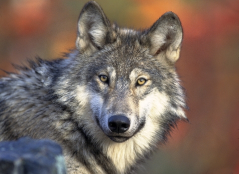 gray wolf lying down with head turned to camera
