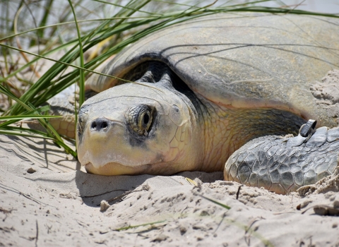 a tan sea turtle lays on the sand under some grass