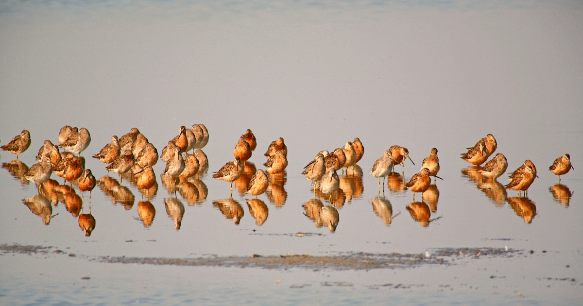 Migratory Birds | Species | U.S. Fish & Wildlife Service