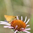 A Dakota skipper butterfly on a pink flower