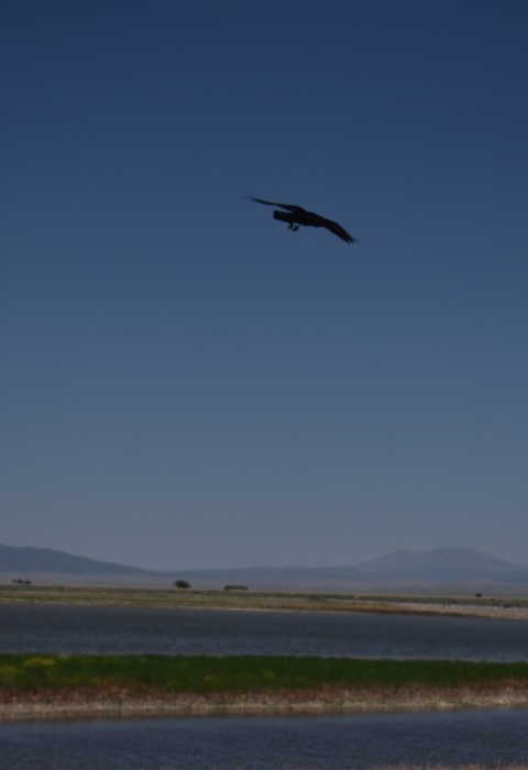 Maxwell National Wildlife Refuge | Visit Us | U.S. Fish & Wildlife Service