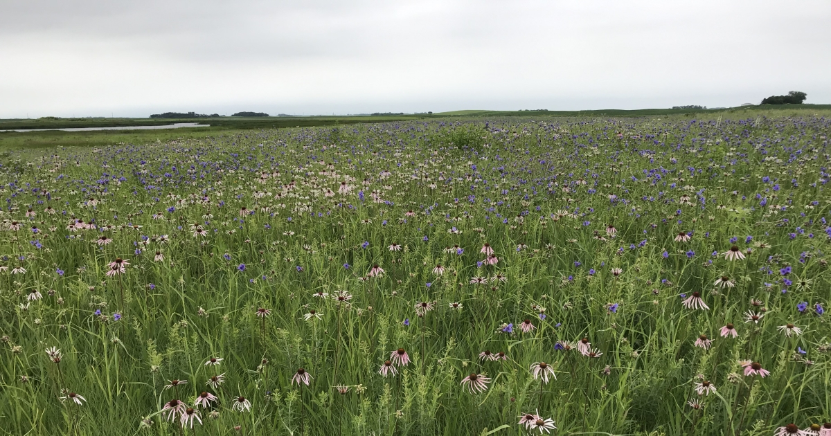 Iowa Wetland Management District | What We Do - Projects & Research | U ...