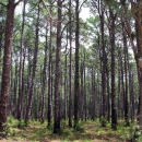 Longleaf pine forest on Pinckney Island NWR