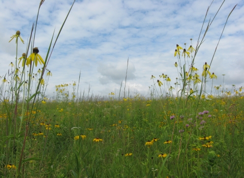 A ground view of a prairie with purple and yellow flowers