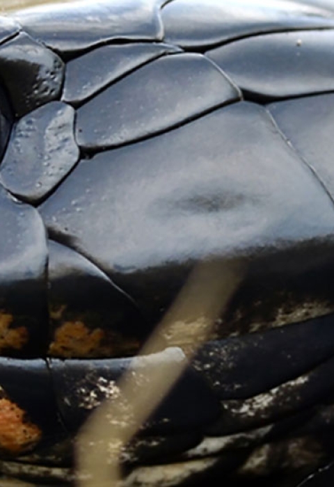 Closeup of an Indigo snake the longest snake native to the U.S.