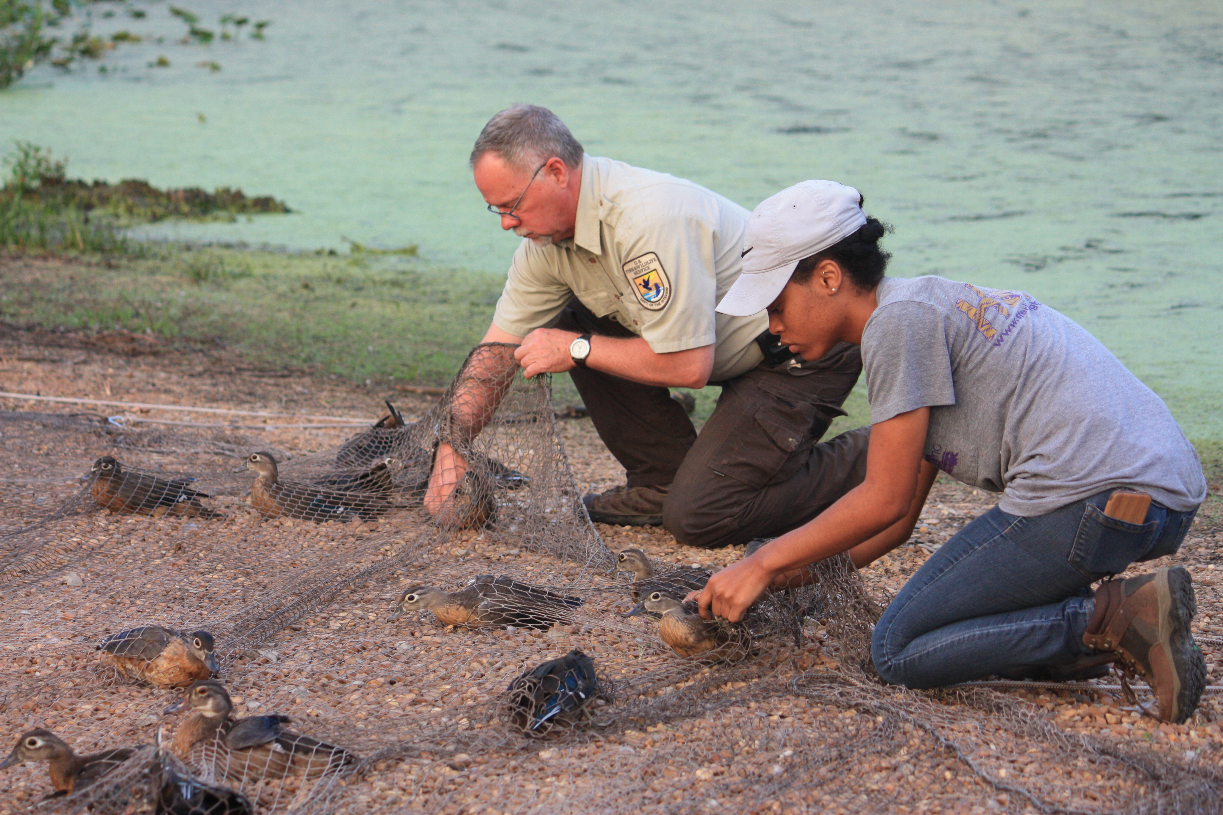 Intern helping with wood duck banding | FWS.gov
