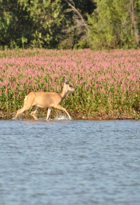 Biking at Deer Flat National Wildlife Refuge | FWS.gov