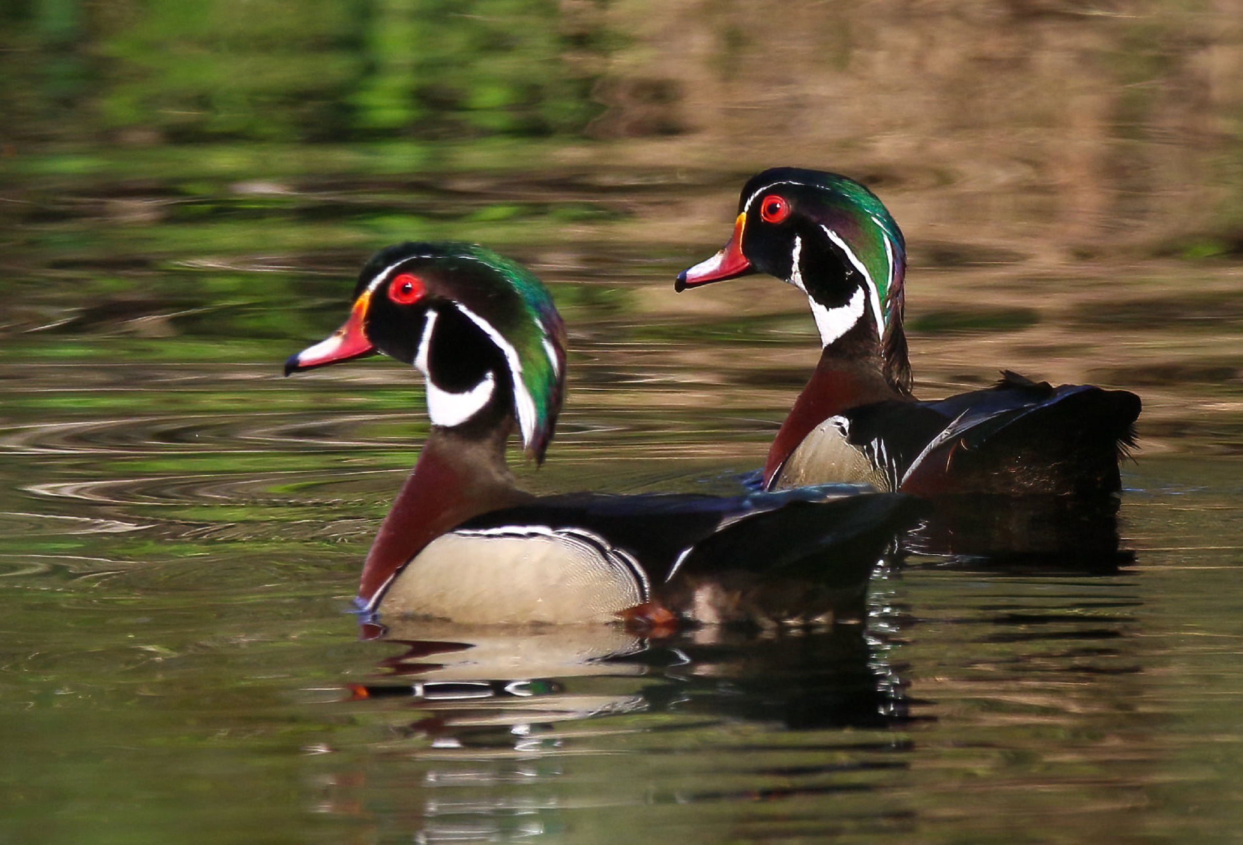 Two wood ducks swimming at Alligator River NWR | FWS.gov