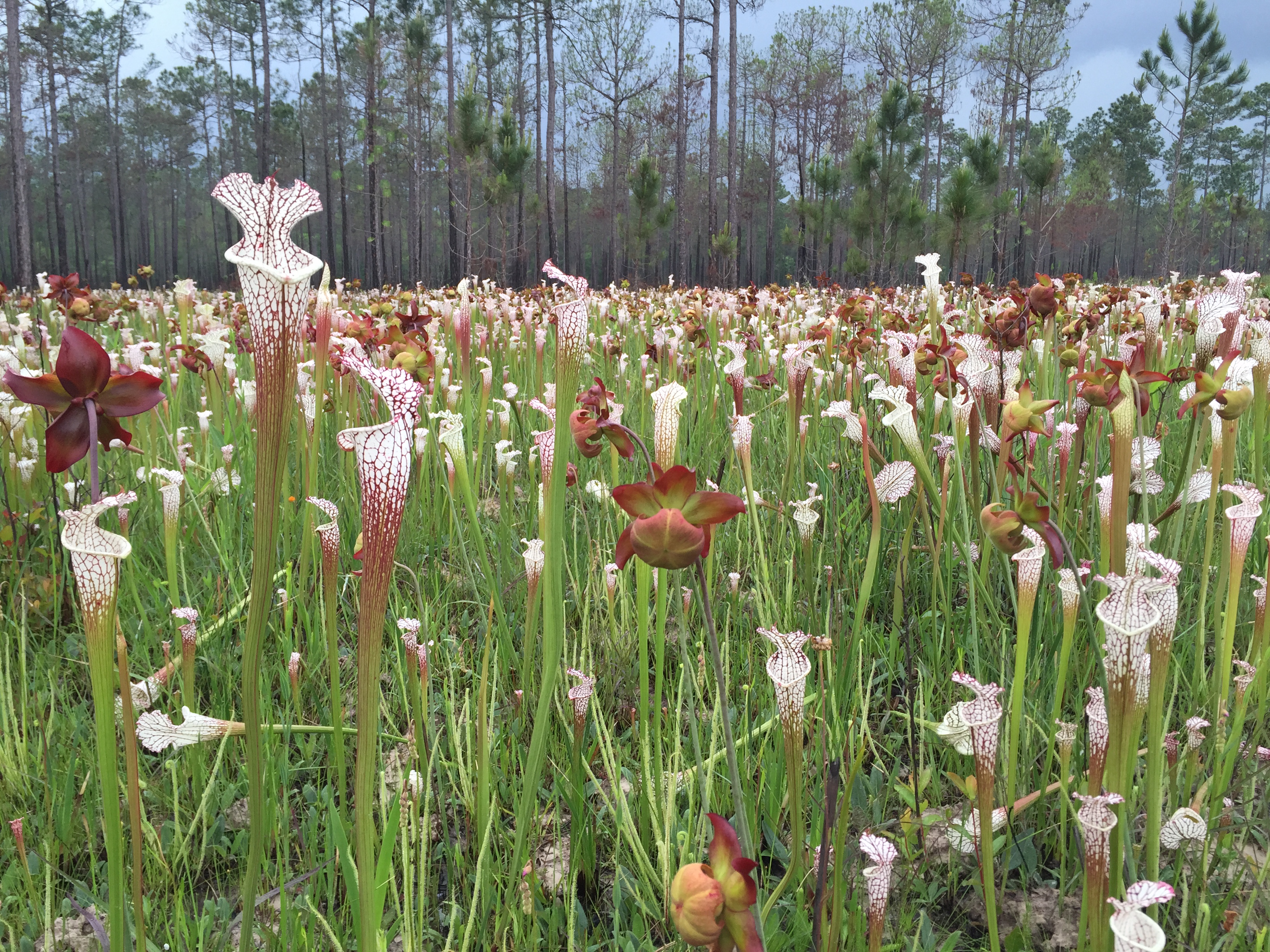 White-topped pitcher plants Splinter Hill Bog Banner.jpg | FWS.gov