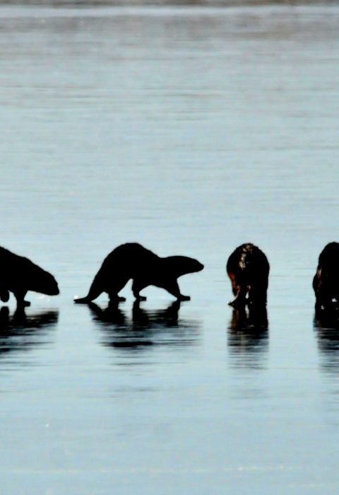 Six river otters walk out on the frozen surface of a river in winter at Seedskadee National Wildlife Refuge in Wyoming.