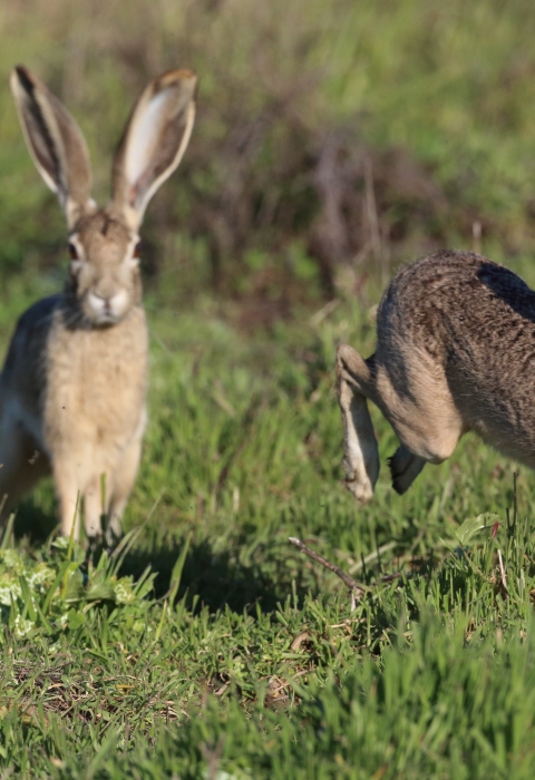 Merced National Wildlife Refuge | Species | U.S. Fish & Wildlife Service