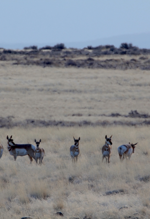 Sheldon Fish Peru Sheldon National Wildlife Refuge | What We Do - Projects & Research | U ...
