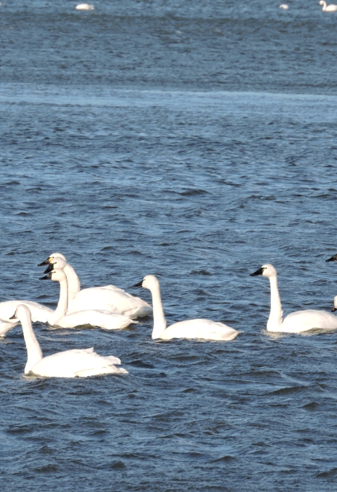 Eastern Neck National Wildlife Refuge | Visit Us | U.S. Fish & Wildlife ...