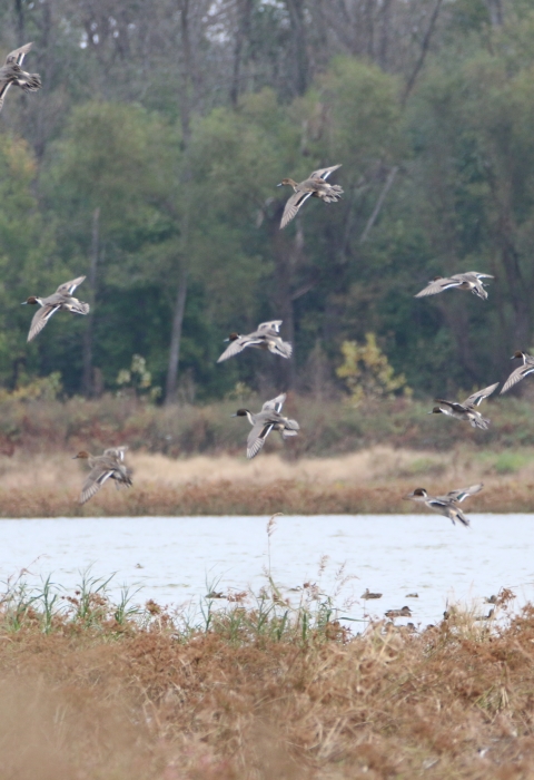 Two Rivers National Wildlife Refuge | Visit Us - Trails | U.S. Fish ...