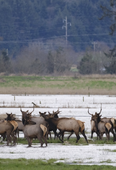 Nestucca Bay National Wildlife Refuge | What We Do - Law Enforcement ...