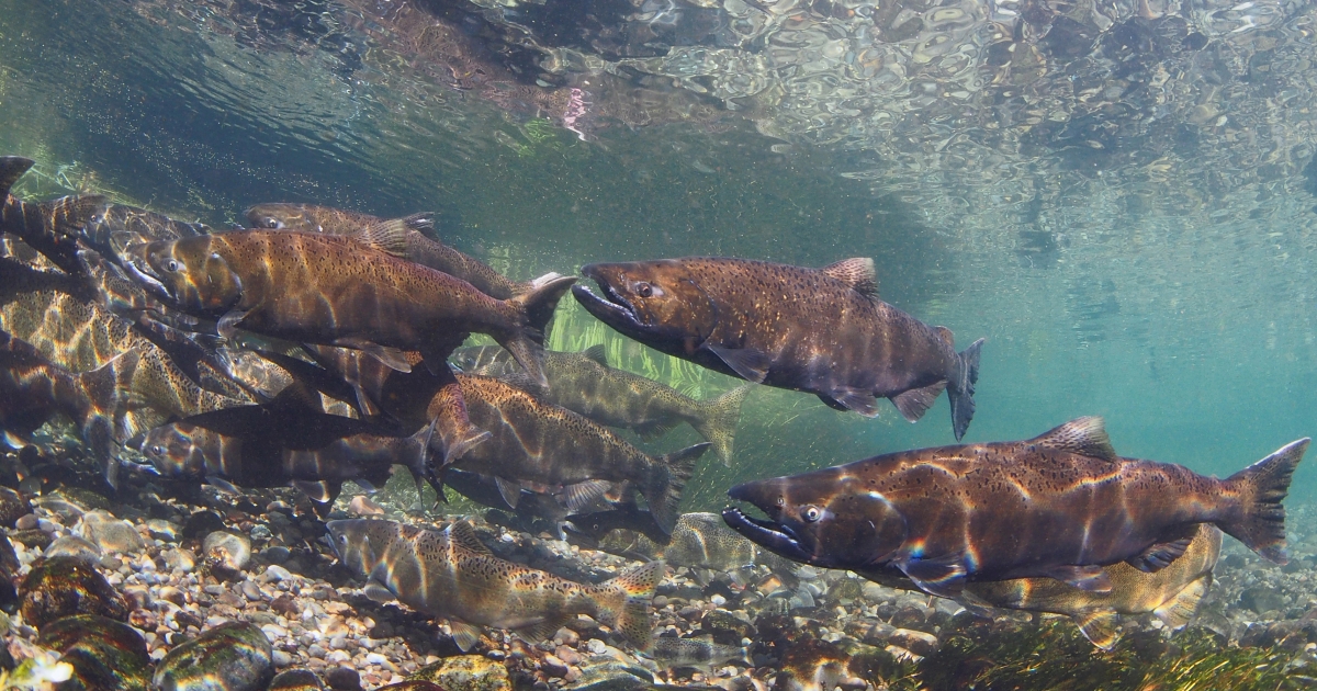 Makah National Fish Hatchery | Map | U.S. Fish & Wildlife Service