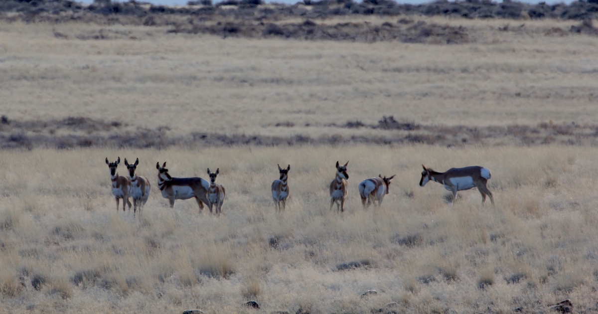 Sheldon Fish Peru Sheldon National Wildlife Refuge | What We Do - Projects & Research | U ...