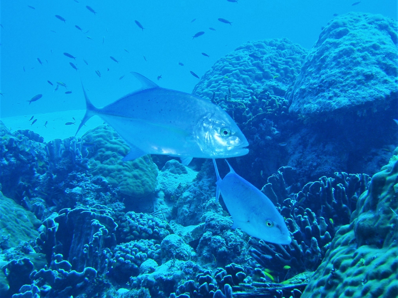 Native Food Fish Ulua-native marine fish of the Pacific Islands-C Swenson.jpg | FWS.gov
