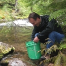 USFWS employee releasing juvenile bull trout into Pinhead Creek