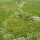 vernal pool 