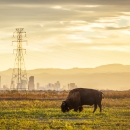 A bison grazing in the foreground with mountains and a city and electrical infrastructure in the background