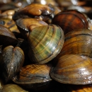 A pile of mussels. 