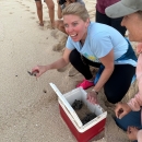 Woman holding young sea turtle on beach