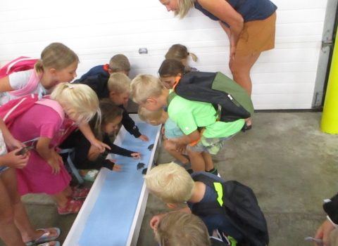 Turtle Races 