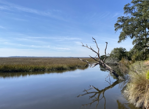 Salt marsh with stream