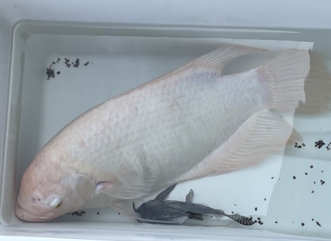 White fish with pink fins and a small fish with black and tan spots are in a cooler filled with water