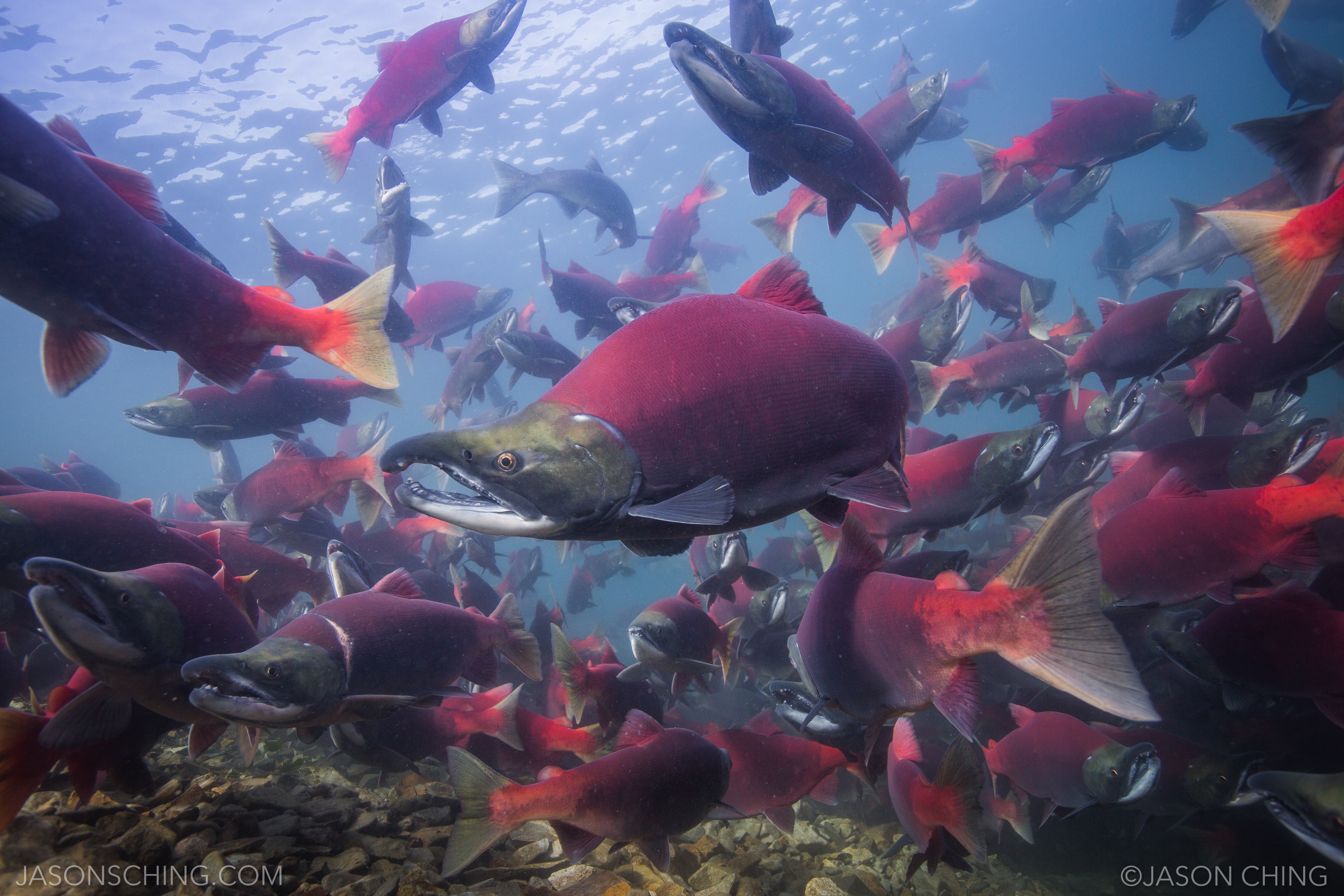 Sockeye-Salmon-Alaska-JasonChing.jpg | FWS.gov