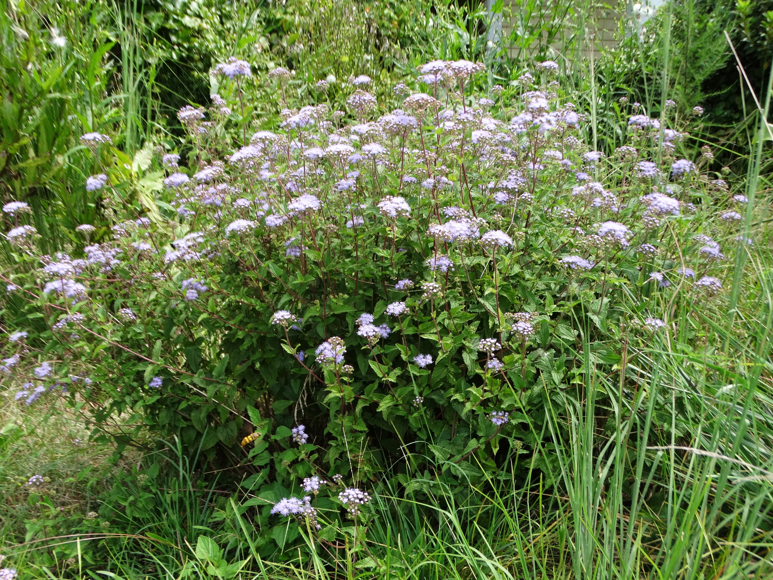 Mistflower | FWS.gov