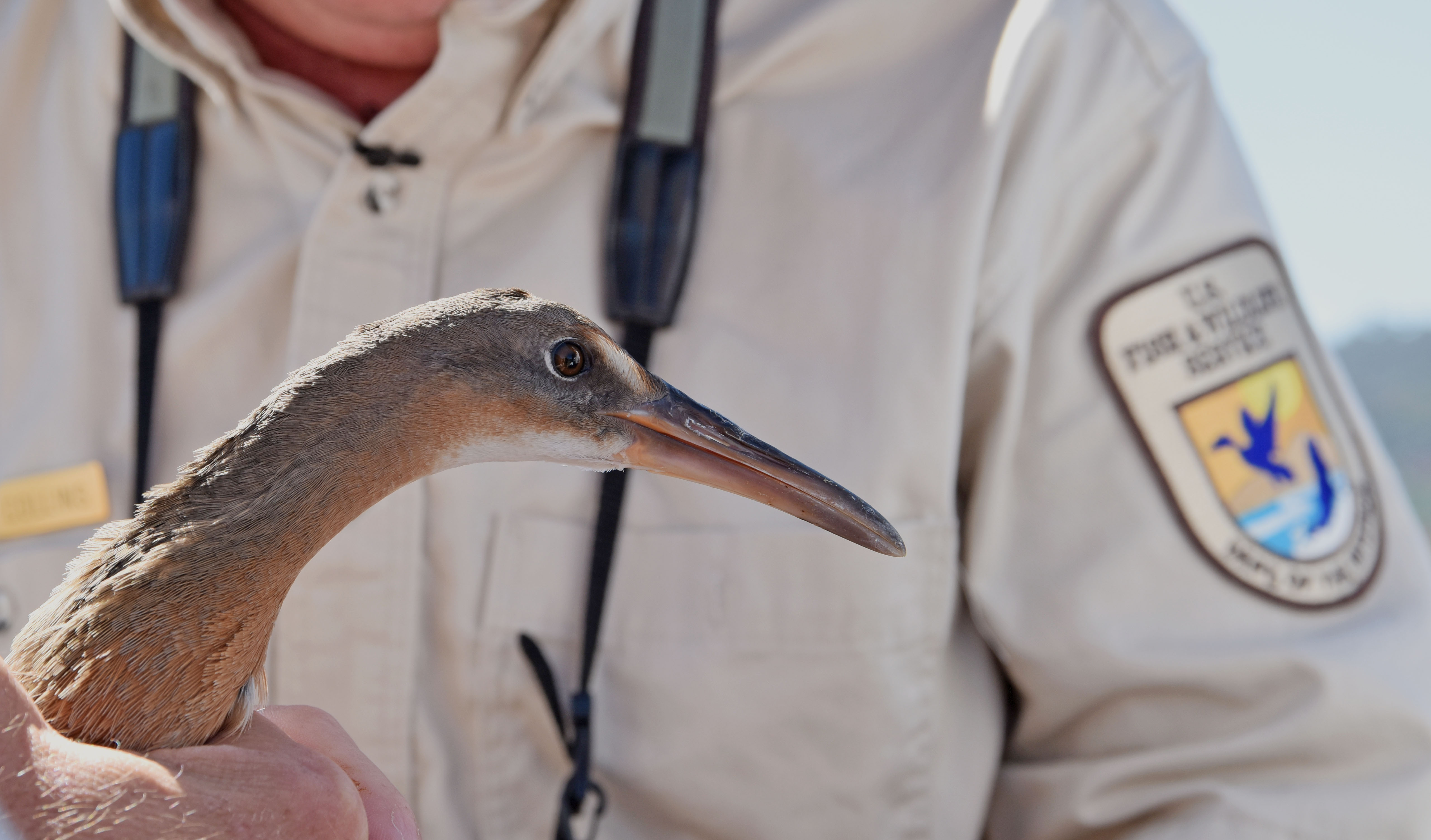 Lightfooted ridgway's rail banding and release at Batiquitos Lagoon