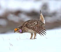 Sharp-Tailed Grouse